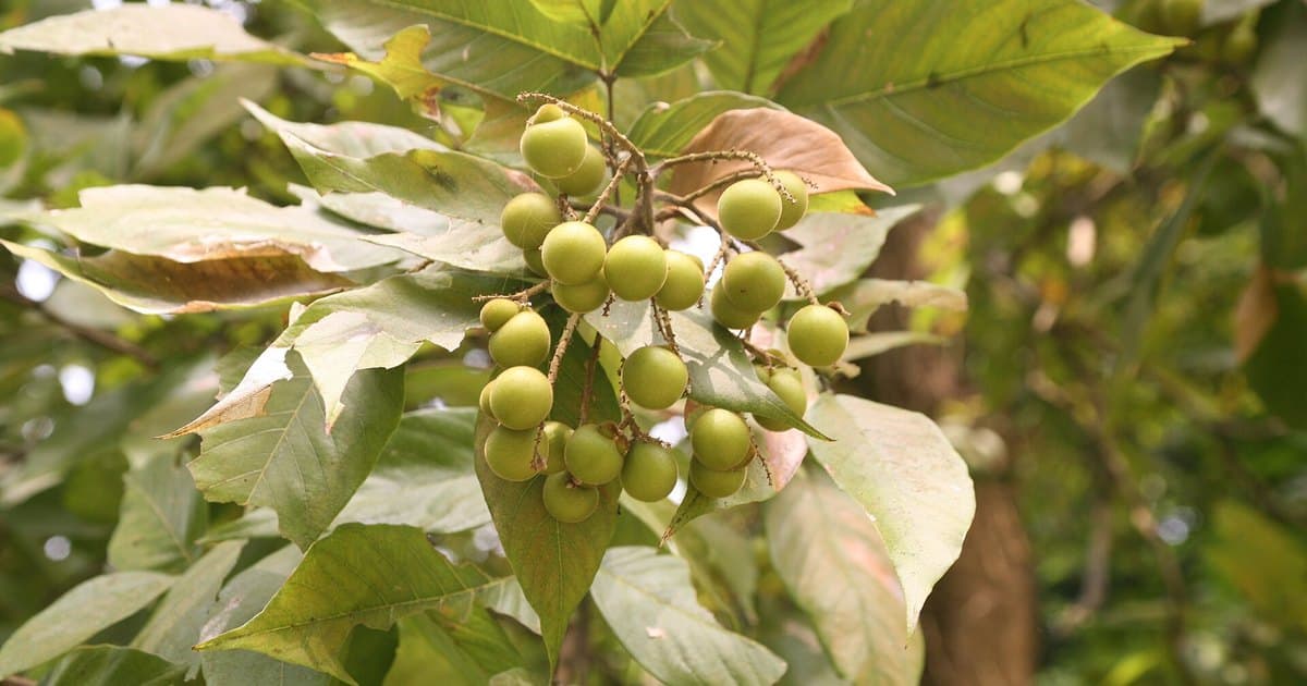 Clusters of jaboncillo (Sapindus saponaria) fruit ripening on the branch