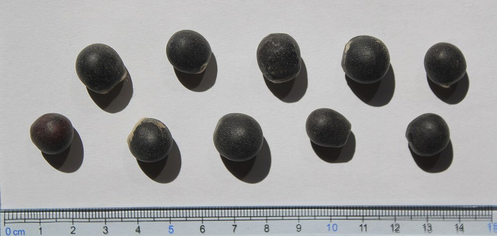 The hard black seeds of the jaboncillo