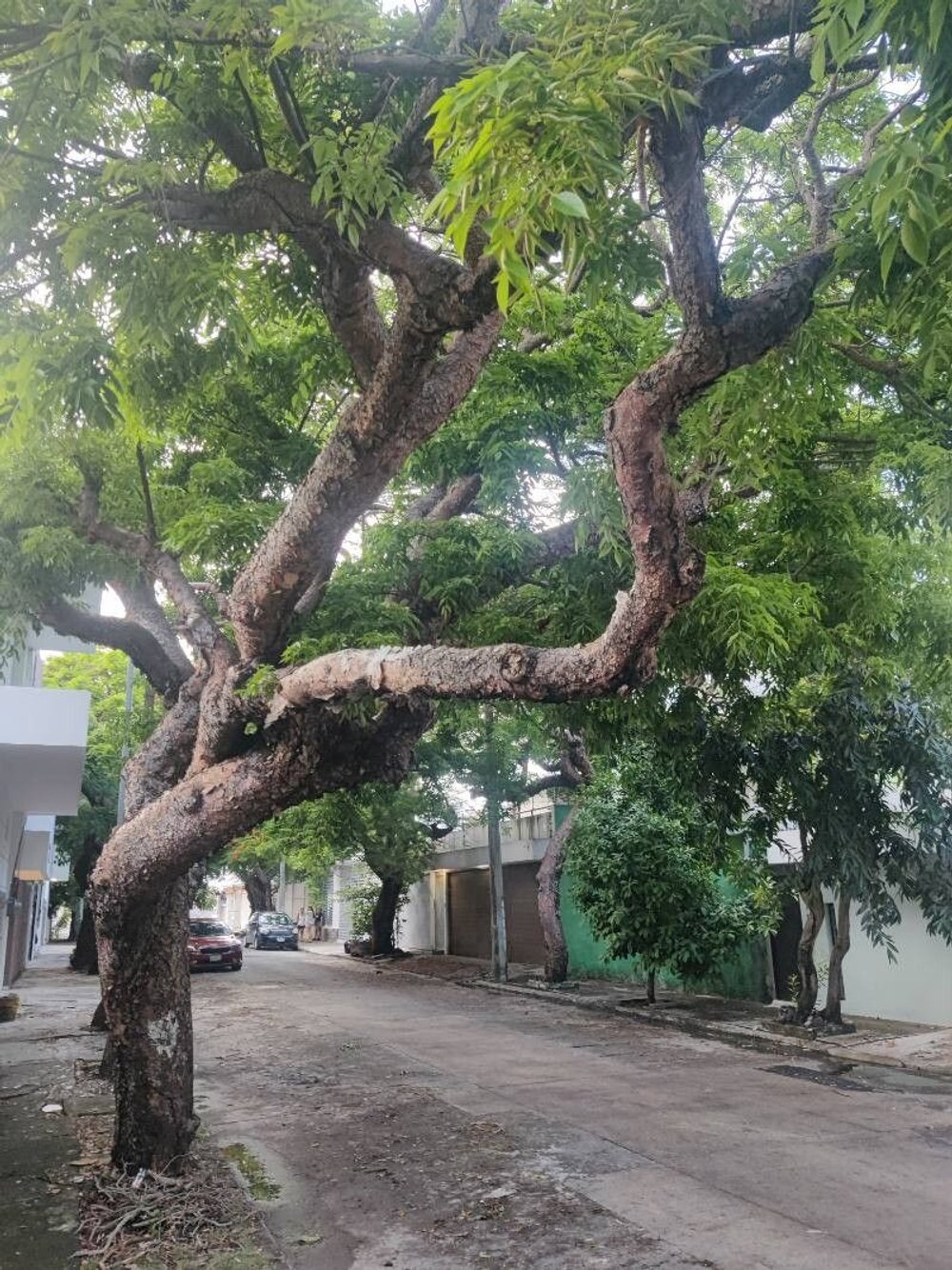 A jaboncillo (Sapindus saponaria) tree